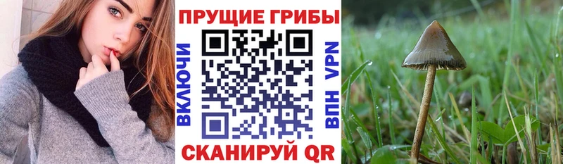 KRAKEN ссылки Сорочинск Галлюциногенные грибы GOLDEN TEACHER